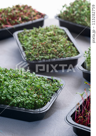 Mix of Microgreens in container 113282759