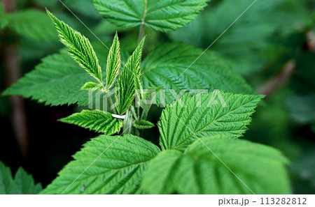 The first young raspberry leaves. An antioxidant. Herbal tea. Close-up of new leaves. Blurred background. The first young raspberry leaves. An antioxidant. Herbal tea. Close-up of new leaves. Blurred background. 113282812