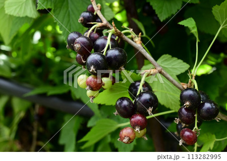 ripe black currant in a garden on a green background 113282995