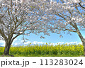 西都原　桜と菜の花と青空　宮崎 113283024