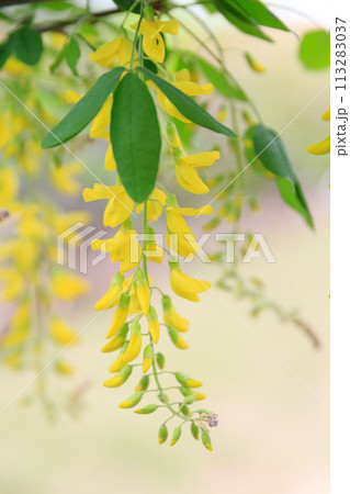 満開の黄色い藤の花 113283037