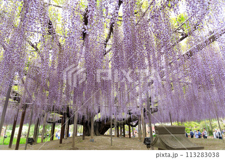 満開の紫色の藤の花 満開の紫色の藤の花 113283038