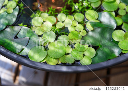 豊富な水草のある屋外メダカ水槽、ビオトープ 113283041