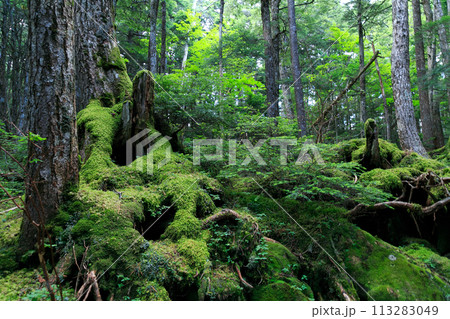 長野県 白駒の池・苔の森 長野県 白駒の池・苔の森 113283049