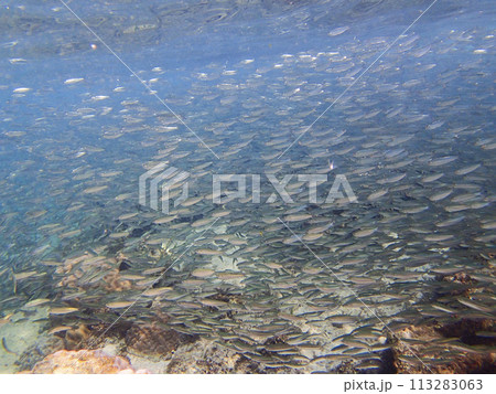 沖縄・宮古島のイワシの大群 沖縄・宮古島のイワシの大群 113283063
