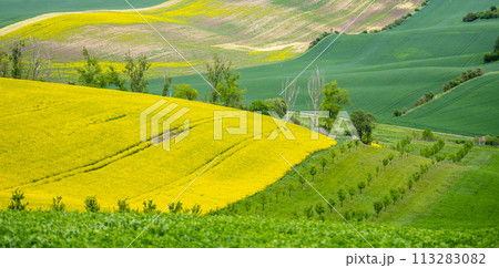 Rolling green hills with vibrant yellow fields under the bright spring sky in the Moravian Tuscany region. Rolling green hills with vibrant yellow fields under the bright spring sky in the Moravian Tuscany region. 113283082