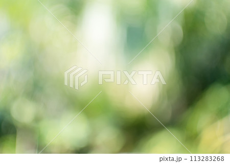 The concept for design blurred and defocused effect season. Abstract bokeh green color for the nature background. Daylight in outdoor and The air is so fresh 113283268