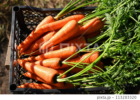 Basket with fresh carrots. Harvesting. 113283320