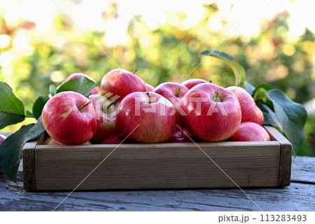 box of fresh apples on a wooden table in a garden box of fresh apples on a wooden table in a garden 113283493