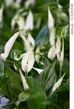 Spathiphyllum flowers close-up in a flower shop. Banner 113283548