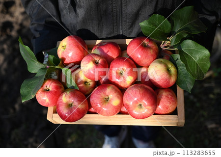 box of fresh apples on a wooden table in a garden box of fresh apples on a wooden table in a garden 113283655
