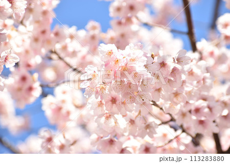 青空に映える早咲きの大漁桜 113283880