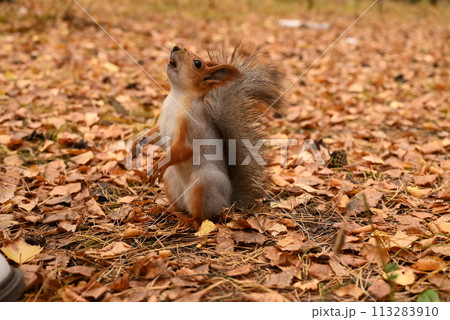 Girl feeds a wild squirrel from her hands, park, forest, day Girl feeds a wild squirrel from her hands, park, forest, day 113283910