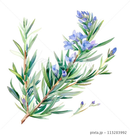 Delicate watercolor depiction of rosemary in bloom 113283992