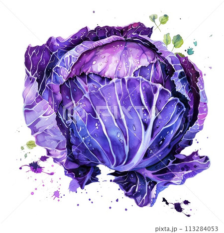 An artistic watercolor painting of a purple cabbage, isolated on a white background 113284053
