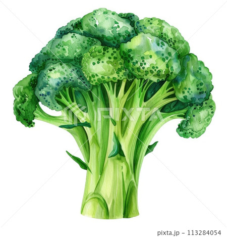 A vibrant and detailed watercolor painting of fresh broccoli, isolated on a white background 113284054