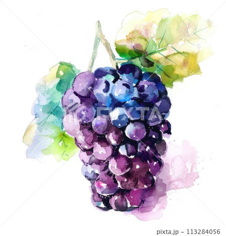 A cluster of ripe blackberries is elegantly captured in this watercolor 113284056