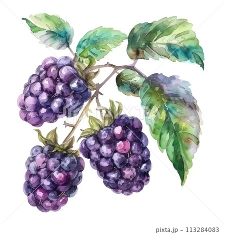 A cluster of ripe blackberries is elegantly captured in this watercolor 113284083