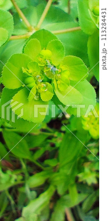 Green clover leaves in drops after rain 113284431
