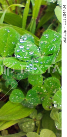 Green clover leaves in drops after rain Green clover leaves in drops after rain 113284434