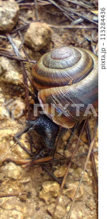 Black snail crawling across a forest road Black snail crawling across a forest road 113284436