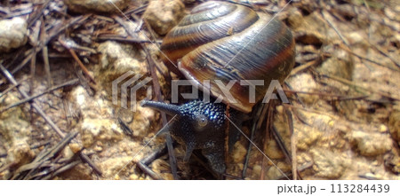 Black snail crawling across a forest road Black snail crawling across a forest road 113284439