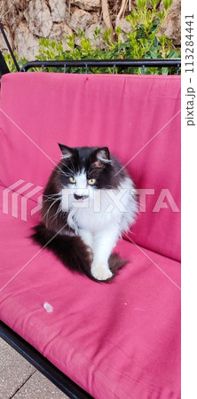 The cat sits on a pink surface 113284441