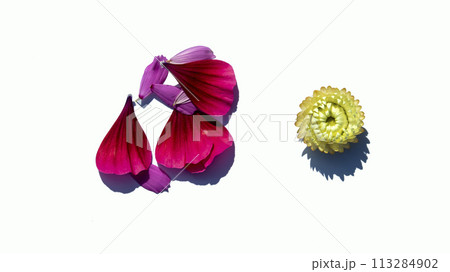 inflorescences of summer flowers for mockups on white background, isolated inflorescences of summer flowers for mockups on white background, isolated 113284902
