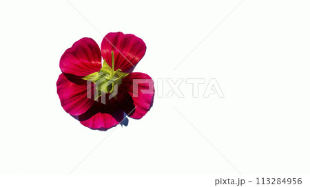 inflorescences of summer flowers for mockups on white background, isolated 113284956