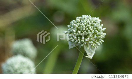 inflorescence of blooming garlic in the garden, macro photo 113284973