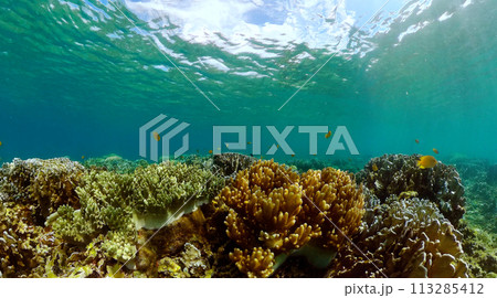 Coral reef ecosystem. Underwater world scenery of colorful fish and corals. Coral reef ecosystem. Underwater world scenery of colorful fish and corals. 113285412