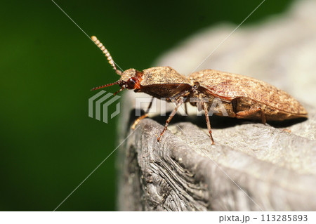 コメツキムシの一種 113285893