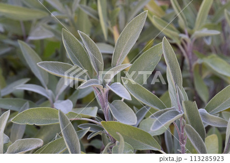 Sage green and purple plant leaf. Salvia officinalis Purpurascens. Growing medicinal herbs. Homeopathy aromatherapy. Sage green and purple plant leaf. Salvia officinalis Purpurascens. Growing medicinal herbs. Homeopathy aromatherapy. 113285923