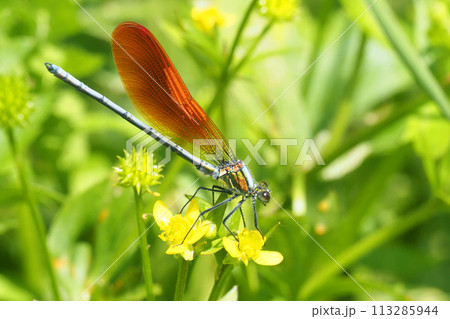 カワトンボ (オス・橙色翅型) カワトンボ (オス・橙色翅型) 113285944