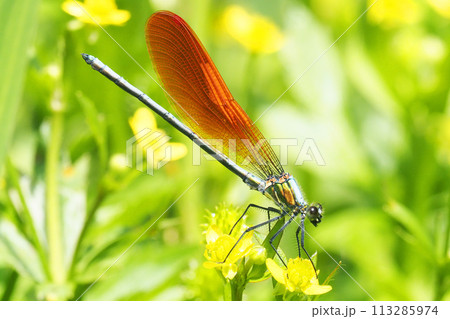 カワトンボ（オス・橙色翅型） 113285974