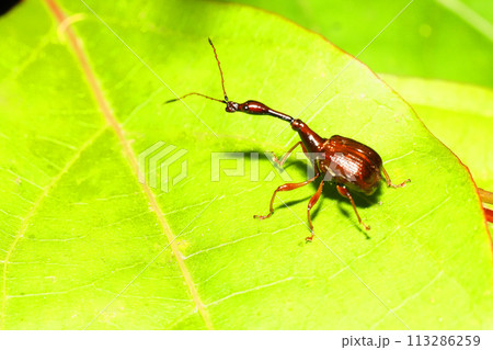 ヒゲナガオトシブミ（オス） 113286259