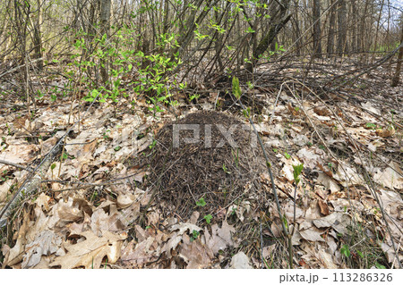 anthill in the spring forest 113286326