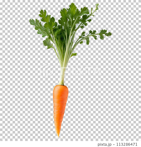 Carrot seedling feathery green leaves slender stem and fine white roots side view The final-transparent 113286471