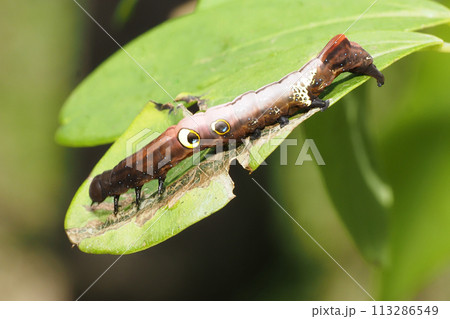 アケビコノハの幼虫 113286549