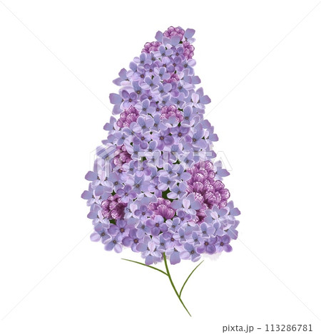 lilac flowers isolated on white background lilac flowers isolated on white background 113286781