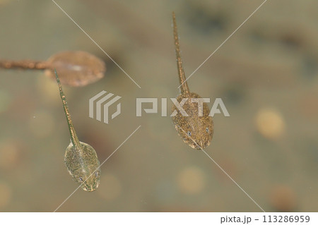 オタマジャクシ 113286959