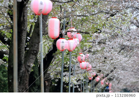 辰巳の森緑道公園の桜並木（東京都江東区） 113286960