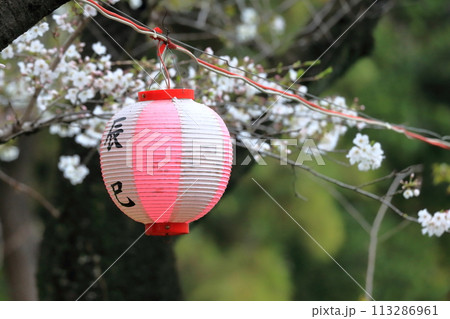 辰巳の森緑道公園の桜並木（東京都江東区） 113286961