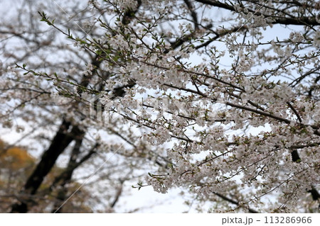 辰巳の森緑道公園の桜並木(東京都江東区) 辰巳の森緑道公園の桜並木(東京都江東区) 113286966