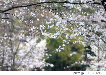 辰巳の森緑道公園の桜並木（東京都江東区） 113286969