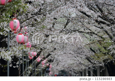 辰巳の森緑道公園の桜並木（東京都江東区） 113286983