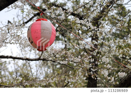 辰巳の森緑道公園の桜並木(東京都江東区) 辰巳の森緑道公園の桜並木(東京都江東区) 113286989