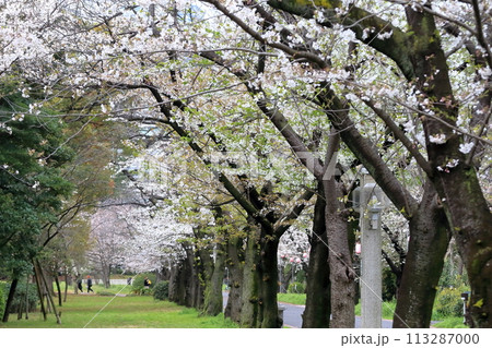 辰巳の森緑道公園の桜並木（東京都江東区） 113287000