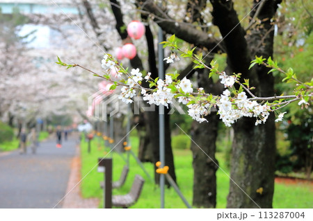 辰巳の森緑道公園の桜並木(東京都江東区) 辰巳の森緑道公園の桜並木(東京都江東区) 113287004