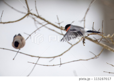 枝から飛び出する鷽 枝から飛び出する鷽 113287017